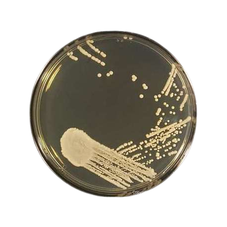 SABOURAUD GLUCOSE AGAR CON CLORANFENICOL PARA MICROBIOLOGIA 500 gr SIGMA