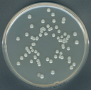 AGAR PLATE COUNT AGAR PEPTONA DE CASEINA-GLUCOSA-EXTRACTO DE LEVADURA PARA MICROBIOLOGIA. 500 GRAMOS. MARCA MERCK
