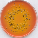 AGAR SS (SALMONELLA SHIGELLA)REF. ISO 6579 GRANUCULT ® PRIMER PRESENTACION 500 gr