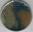 AGAR SULFITO DE BISMUTO, MARCA MERCK MILLIPORE, PARA DETECCIÓN DE SALMONELLA EN ESPECIAL Salmonella typhi, SEGÚN WILSON-BLAIR, FRASCO DE 500 g