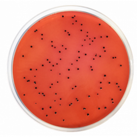 AGAR XLD (SEGÚN EP/USP/JP ARMONIZADAS) 500 G