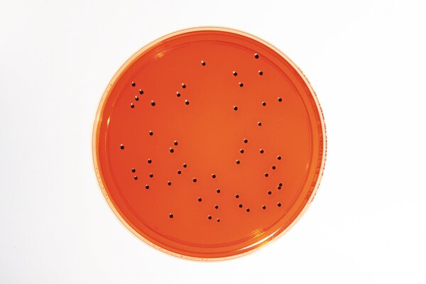 AGAR XLD - LI EP+USP 30 ml. IDENTIFICACIÒN DE SALMONELLA Y SHIGELLA. 20 PC