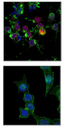 ANTI-PHOSPHO-HISTONE H2A.X ( SER 139), FITC CONJ.QTY/PK 100UG. HOST: MOUSE. SPECIES REACTIVITY: -, APPLICATIONS: FLOW CYTOMETRY