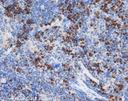 ANTICUERPO ANTI NEUROD. CANTIDAD: 100 µg. MARCA MERCKMILLIPORE