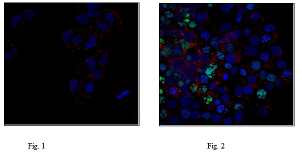 ANTICUERPO MONOCLONAL ANTI FOSFO HISTONA H2A.X (Ser139), CLON JBW301, ANTICUERPO CONJUGADO CON Alexa Fluor® 488. CANTIDAD: 100 µL. MARCA MERCKMILLIPORE