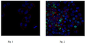 ANTICUERPO MONOCLONAL ANTI FOSFO HISTONA H2A.X (Ser139), CLON JBW301, ANTICUERPO CONJUGADO CON Alexa Fluor® 488. CANTIDAD: 100 µL. MARCA MERCKMILLIPORE