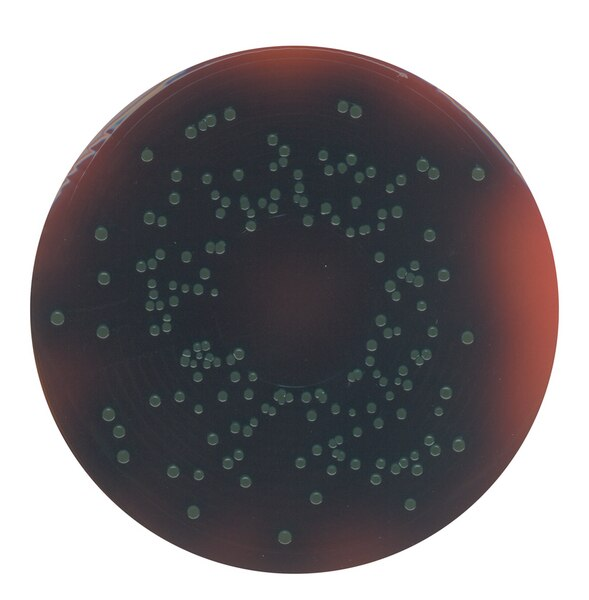 Agar PALCAM según VAN NETTEN et al. (base). 500g. FDA-BAM, ISO 11290