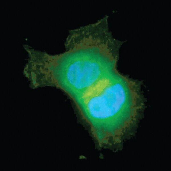 Anti-Akt/PKB Antibody, PH Domain, clone SKB1, Alexa Fluor® 488. 50ug