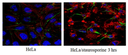 Anti-Caspase3 (active form) Antibody, clone 3D9.3. 100ug.