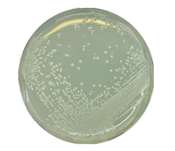 BAT AGAR ALICYCLOBACILLUS PREST. 500 gr