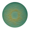 BROLACIN AGAR (C.L.E.D AGAR) 500 GR