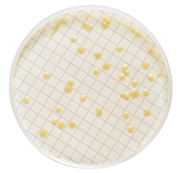 CASSETTE MILLIFLEX PRELLENADO CON 10 ML AGAR TRIPTICASA SOYA PARA IDENTIFICACION DE MICROORGANISMOS HETEROTROFICOS PAQ/48