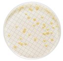 CASSETTE MILLIFLEX PRELLENADO CON 10 ML AGAR TRIPTICASA SOYA PARA IDENTIFICACION DE MICROORGANISMOS HETEROTROFICOS PAQ/48