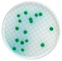 CASSETTE MILLIFLEX PRELLENADO CON AGAR CETRIMIDA CON ACIDO NALADIXICO PARA AISLAMINETO E IDENTIFICACIN DE PSEUDOMONAS AERUGINOSA PAC/ 24