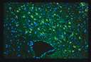 COLORANTE FLUORO-JADE® C - 30MG
