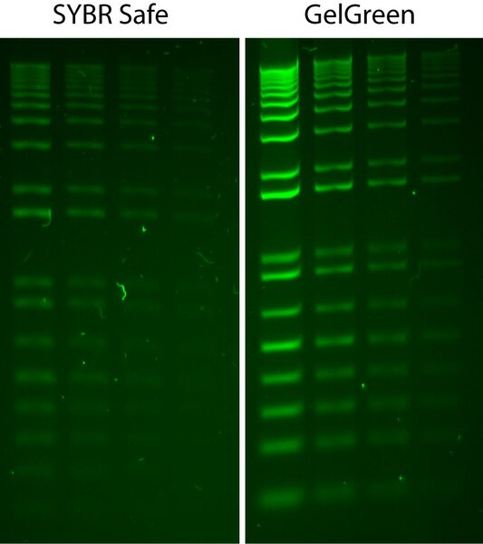 COLORANTE PARA GEL DE ELECTROFORESIS GELGREEN®
