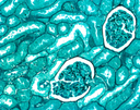 ENTELLAN MEDIO DE MONTAJE RAPIDO PARA MICROSCOPIA 500ml. MARCA MERCK