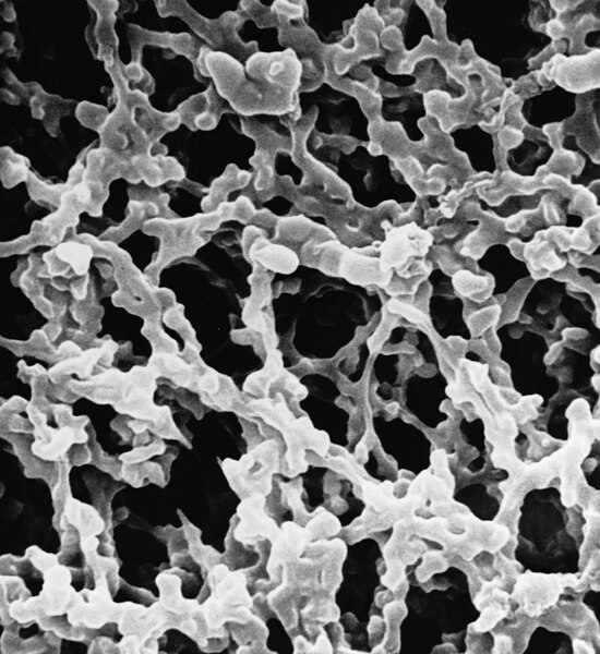 FILTROS DE MEMBRANA MILLIPORE EN ESTERES DE CELULOSA, 0.22 MICRAS DE TAMA¥O DE PORO, 293 mm DE DIAMETRO. CAJA/25