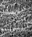 FILTROS DE MEMBRANA MILLIPORE TIPO FLUOROPORE HIDROFOBICO, 0.22 MICRAS DE TAMA¥O DE PORO, 13mm DE DIAMETRO. CAJA/100