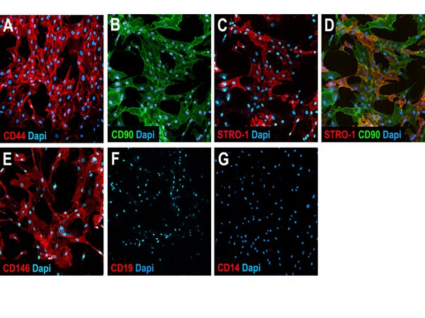 HUMAN MESENCHYMAL STEM CELL CHARACTERIZATION KIT, POSITIVE AND NEGATIVE SELECTION MARKERS FOR MESENCHYMAL STEM CELL CHARACTERIZATION - 1 KIT