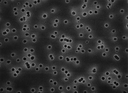 MEMBRANA MILLIPORE TIPO ISOPORE DE POLICARBONATO BLANCA, 10.0 MICRAS, 25 MM - PAQ X 100 UND