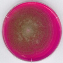 MERCK AGAR ROJO DE BENGALA-CLORANFENICOL PARA MICROBIOLOGÍA - 500G