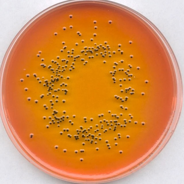 MERCK AGAR SS PARA AISLAMIENTO DE SALMONELLA Y SHIGELLA - 500G