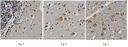 SIGMA-ALDRICH ANTICUERPO ANTI-RECEPTOR NEURONAL DE ACETILCOLINA ?-7, CLON 6F12.2, PURIFICADO, VALIDADO PARA WB, IHQ - 100µG