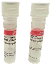 SIGMA-ALDRICH TRANSCRIPTASA INVERSA M-MLV