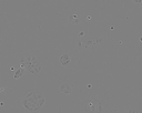 Sulfur PESTANAL®, analytical standardCACO-2 CELL LINE HUMAN FROM HUMAN COLON(CAUCADENOCARCINOMA) 1 VIAL