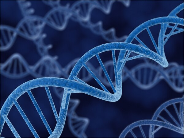 pET - 28A (+) DNA - NOVAGEN - 10µG