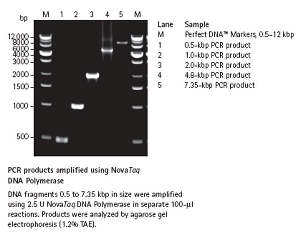 SIGMA-ALDRICH NOVA TAQ ADN POLIMERASA, ENZIMA RECOMBINANTE ULTRAPURA PARA AMPLIFICACIÓN DE PCR CONFIABLE - 500U