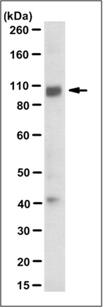 SIGMA-ALDRICH ANTICUERPO ANTI-DDPIV/CD26, MONOCLONAL, PURIFICADO DE RATÓN, CLON 9F1.2, VALIDADO PARA USO EN WB - 100µG