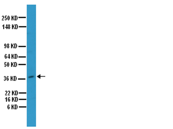 SIGMA-ALDRICH ANTICUERPO ANTI-OSTEOPONTINA, POLICLONAL, SUERO DE CONEJO, VALIDADO PARA USO EN ELISA, IH, IH(P), WB - 100µL