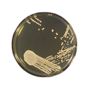 SABOURAUD GLUCOSE AGAR CON CLORANFENICOL PARA MICROBIOLOGIA 500 gr SIGMA