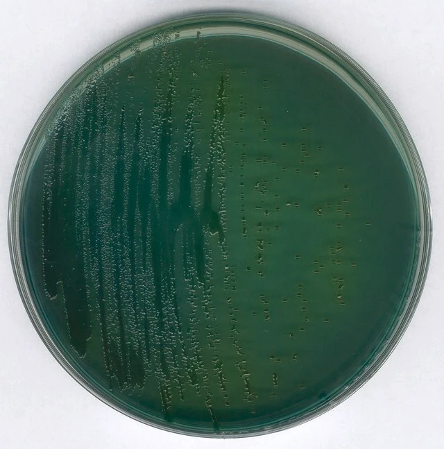 AGAR TCBS, MERCK MILLIPORE PARA AISLAMIENTO Y CULTIVO SELECTIVO DE VIBRIO CHOLERA, 500 g