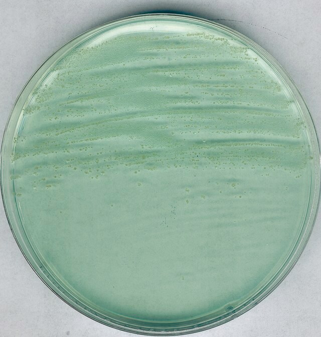 AGAR PARA ANAEROBIOS MARCA MERCK MILLIPORE SEGÚN BREWER, PARA CULTIVO DE CLOSTRIDIUM Y OTROS MICROORGANISMOS EN SUPERFICIES, FRASCO DE 500 g