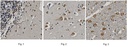 SIGMA-ALDRICH ANTICUERPO ANTI-RECEPTOR NEURONAL DE ACETILCOLINA ?-7, CLON 6F12.2, PURIFICADO, VALIDADO PARA WB, IHQ - 100µG