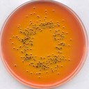 MERCK AGAR SS PARA AISLAMIENTO DE SALMONELLA Y SHIGELLA - 500G