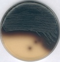 AGAR CANAMICINA-ESCULINA-AZIDA 500GR PARA MICROBIOLOGIA