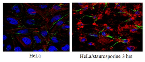 Anti-Caspase3 (active form) Antibody, clone 3D9.3. 100ug.