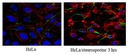 Anti-Caspase3 (active form) Antibody, clone 3D9.3. 100ug.