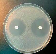 AGAR MUELLER HINTON, PARA ANALIZAR LA SENSIBILIDAD DE PATOGENOS CLINICOS. PKT 20 PLATOS CON AGAR.