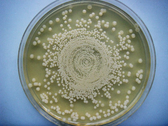 AGAR MUELLER HINTON, MERCKOPLATE PARA ANALIZAR LA SENSIBILIDAD DE PATOGENOS CLINICOS. PKT 20 PLATOS CON AGAR.