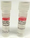 SIGMA-ALDRICH TRANSCRIPTASA INVERSA M-MLV