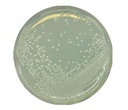 BAT AGAR ALICYCLOBACILLUS PREST. 500 gr