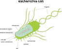 CELULAS LIOFILIZADAS ESCHERICHIA COLI CEPA K12 - NIVEL DE CALIDAD 200 -FRASCO DE 5G