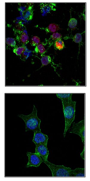 ANTI-PHOSPHO-HISTONE H2A.X ( SER 139), FITC CONJ.QTY/PK 100UG. HOST: MOUSE. SPECIES REACTIVITY: -, APPLICATIONS: FLOW CYTOMETRY