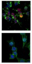 ANTI-PHOSPHO-HISTONE H2A.X ( SER 139), FITC CONJ.QTY/PK 100UG. HOST: MOUSE. SPECIES REACTIVITY: -, APPLICATIONS: FLOW CYTOMETRY