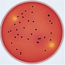 AGAR SUPLEMENTO PARA MICROBIOLOGIA 100ml